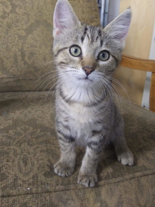 C54 Litter-Blinky - ADOPTED