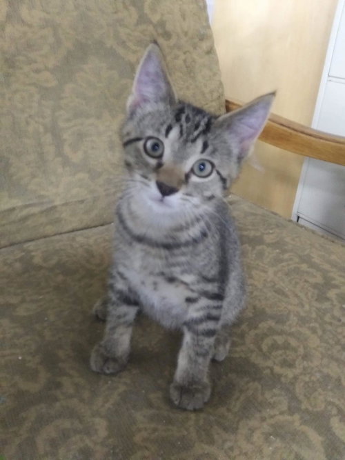 C54 Litter-Clyde - ADOPTED