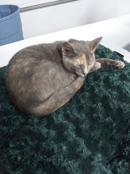 C54 Litter-Cosette -ADOPTED