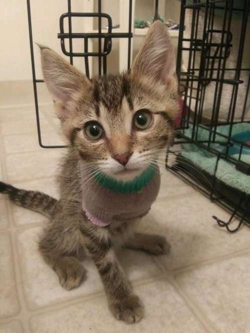 C54 Litter-Trinity ❤️ - ADOPTED