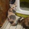 C55 Litter-Amelia - ADOPTED
