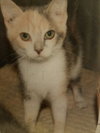C55 Litter-Amelia - ADOPTED