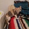 C55 Litter-Amelia - ADOPTED