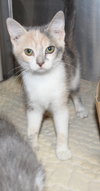 C55 Litter-Amelia - ADOPTED