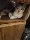 C55 Litter-Amelia - ADOPTED