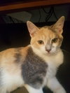 C55 Litter-Amelia - ADOPTED