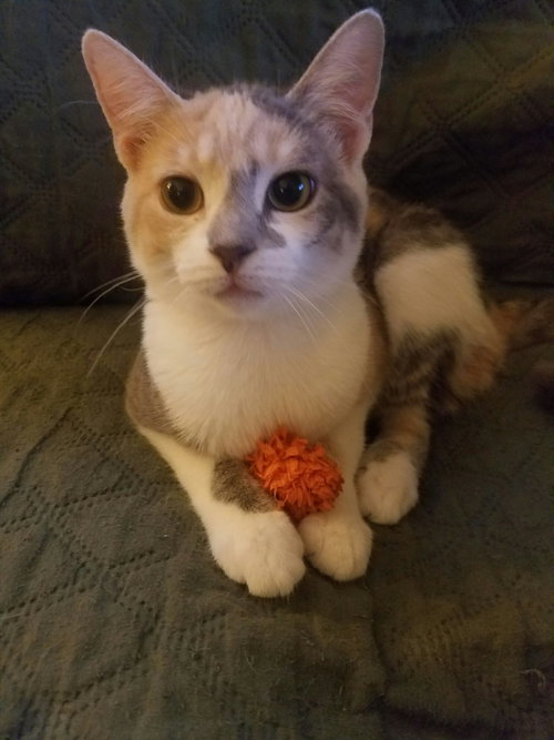 C55 Litter-Amelia - ADOPTED