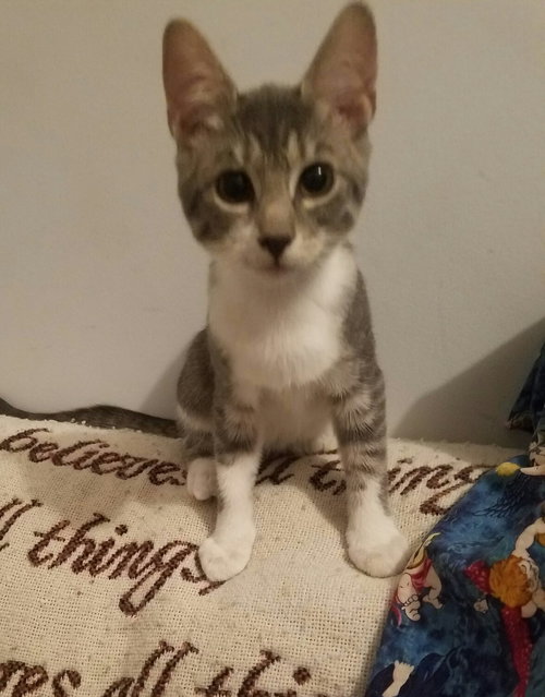 C55 Litter-Jody - ADOPTED