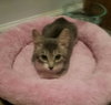 C55 Litter-Jody - ADOPTED