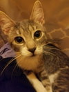 C55 Litter-Jody - ADOPTED