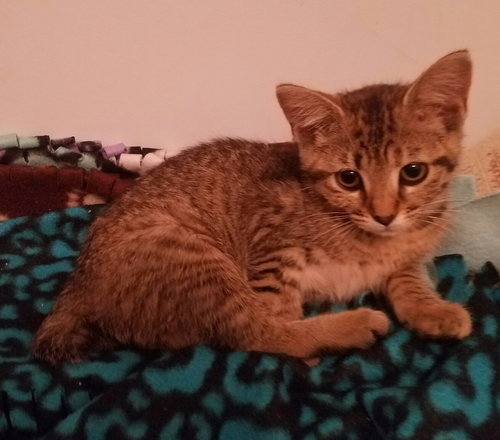 C56 Litter-Bunny-BOBTAIL - ADOPTED