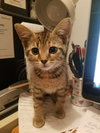 C56 Litter-Bunny-BOBTAIL - ADOPTED