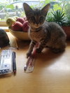 C56 Litter-Bunny-BOBTAIL - ADOPTED