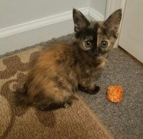 C56 Litter-Bambi-BOBTAIL - ADOPTED