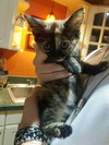 C56 Litter-Bambi-BOBTAIL - ADOPTED