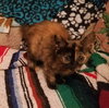 C56 Litter-Bambi-BOBTAIL - ADOPTED