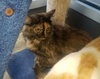 Cami - ADOPTED