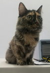 Cami - ADOPTED