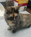 Cami - ADOPTED
