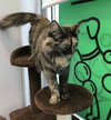 Cami - ADOPTED