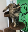 Cami - ADOPTED