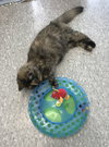 Cami - ADOPTED