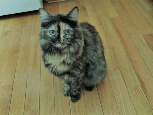 Cami - ADOPTED