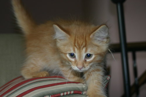 C57 Litter-Alexander the Great - ADOPTED
