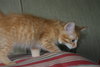 C57 Litter-Alexander the Great - ADOPTED