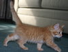 C57 Litter-Alexander the Great - ADOPTED