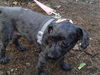 Annie - ADOPTED