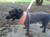 Annie - ADOPTED