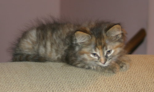 C57 Litter-DeAnna - ADOPTED