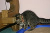 C57 Litter-Pam - ADOPTED