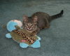 C57 Litter-Pam - ADOPTED