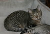 C57 Litter-Pam - ADOPTED
