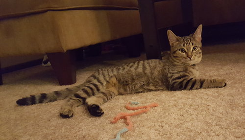 C57 Litter-Pam - ADOPTED