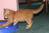 C57 Litter-Pee Wee - ADOPTED