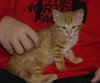 C57 Litter-Pee Wee - ADOPTED