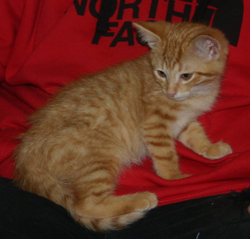 C57 Litter-Pee Wee - ADOPTED