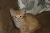 C57 Litter-Pee Wee - ADOPTED