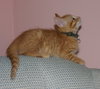 C57 Litter-Peter the Great - ADOPTED