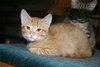 C57 Litter-Peter the Great - ADOPTED