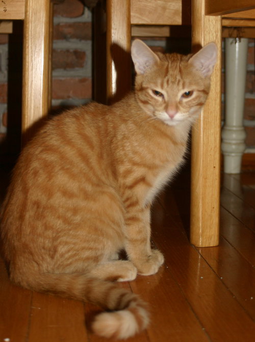 C57 Litter-Peter the Great - ADOPTED