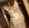 C57 Litter-Peter the Great - ADOPTED