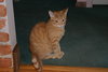 C57 Litter-Peter the Great - ADOPTED