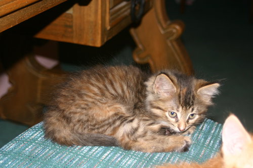 C57 Litter-Stephanie - ADOPTED