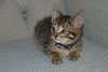 C57 Litter-Teresa - ADOPTED