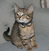 C57 Litter-Teresa - ADOPTED