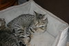 C57 Litter-Teresa - ADOPTED